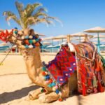 Guide til hvad skal man se i Hurghada: Top oplevelser