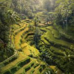 Guide til hvad skal man se i Ubud – Bedste oplevelser