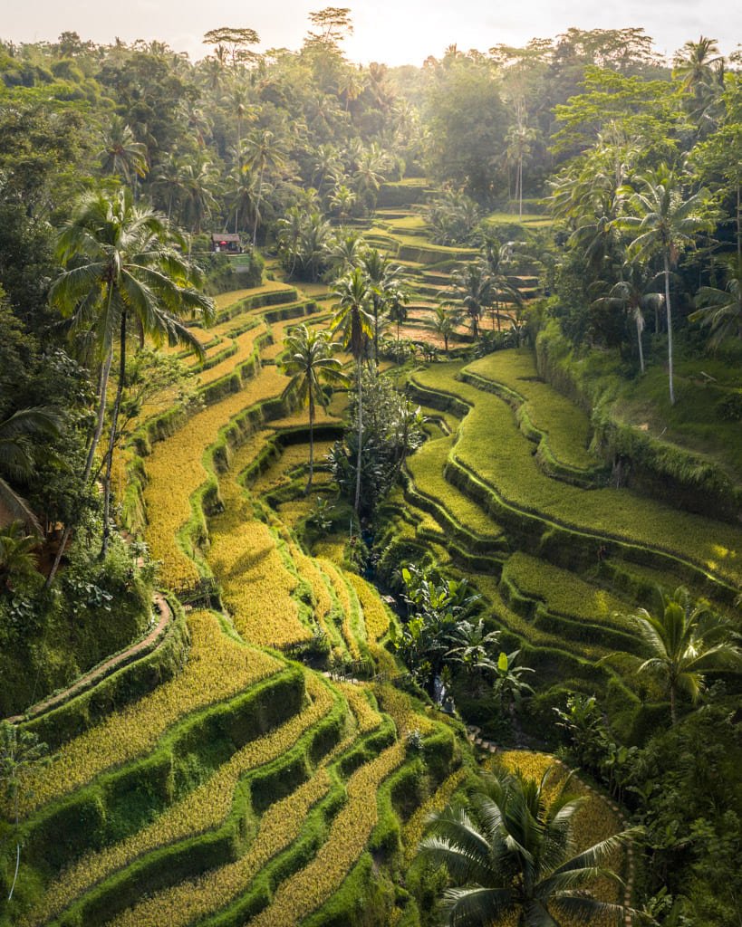 Guide til hvad skal man se i Ubud – Bedste oplevelser