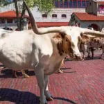 Hvad skal man se i Fort Worth: Guide til oplevelser og seværdigheder