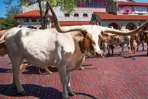 Hvad skal man se i Fort Worth: Guide til oplevelser og seværdigheder