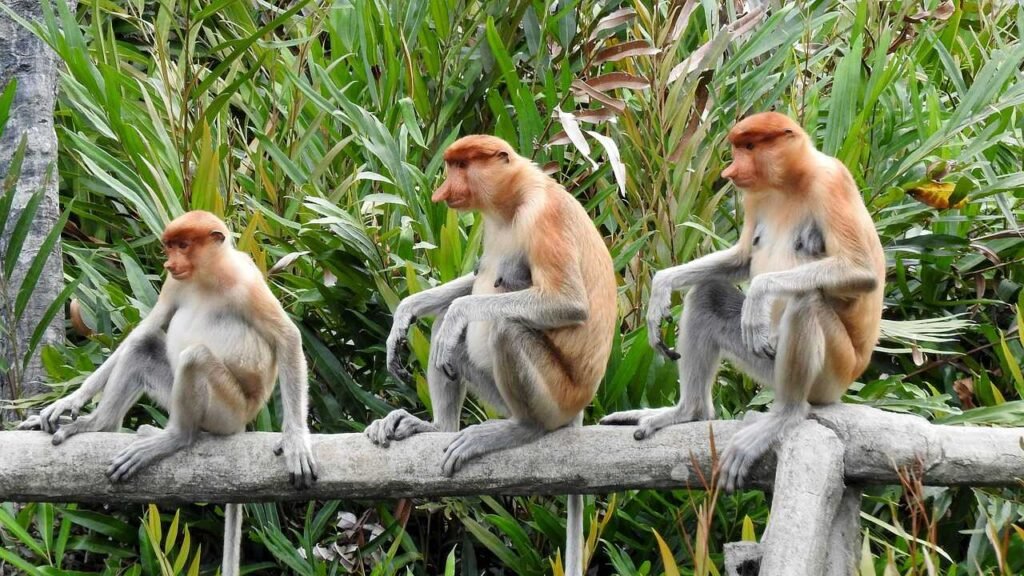 Oplev de bedste seværdigheder i Borneo: Din guide til hvad skal man se