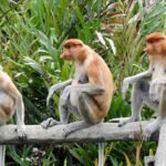 Oplev de bedste seværdigheder i Borneo: Din guide til hvad skal man se