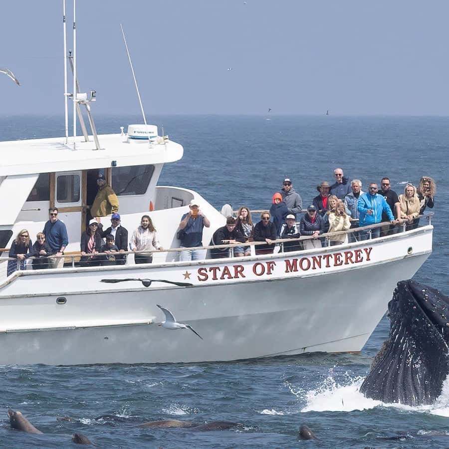 Oplev de bedste seværdigheder i Monterey – din guide til hvad skal man se